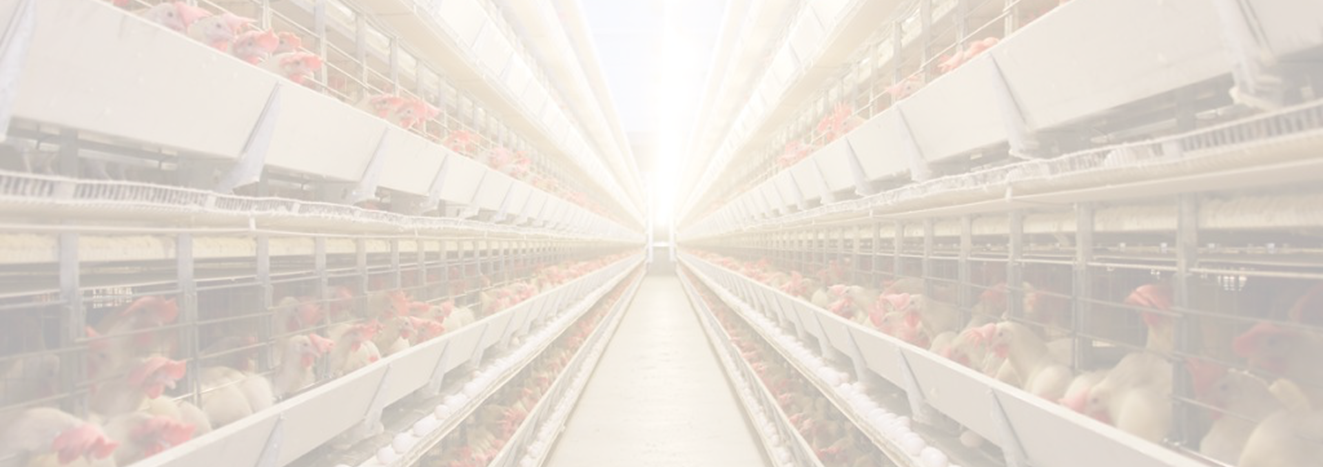 chicken farm
