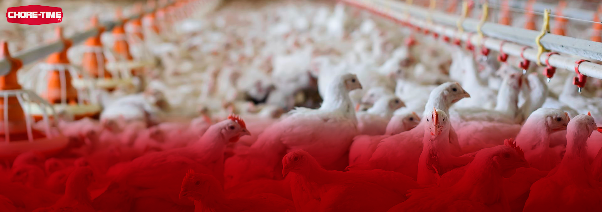 chickens